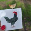Gallo - Imagen 3